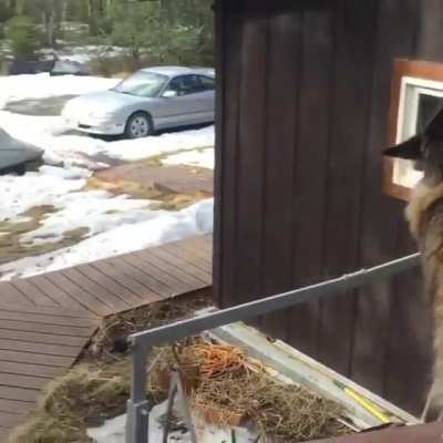 Lovey the moose comes by for a friendly visit to see Plumps the cat