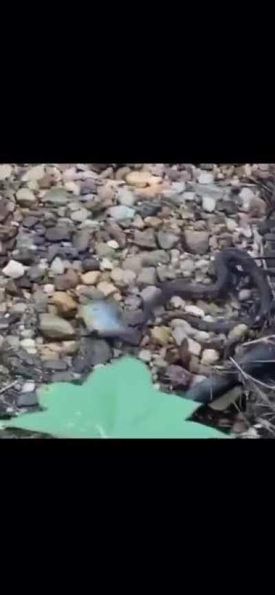 “I can save this fish”