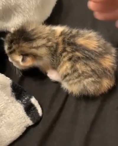The cat has been pet.