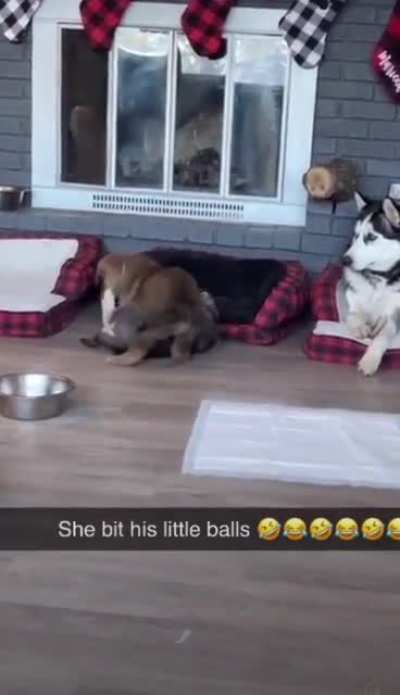 Bad dog