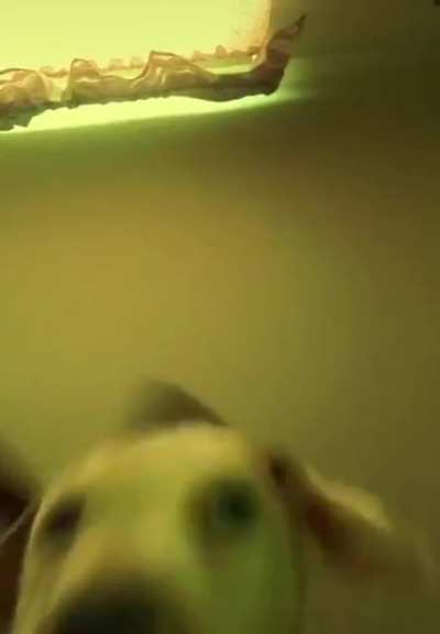 This dog makes me laugh so hard for some reason