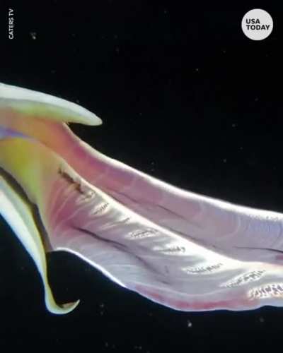 Rainbow octopus