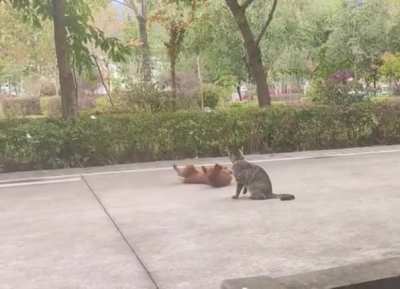 That's a big cat