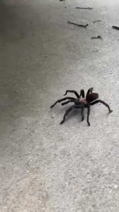 My brother found a tarantula in the driveway. He screamed like a girl.