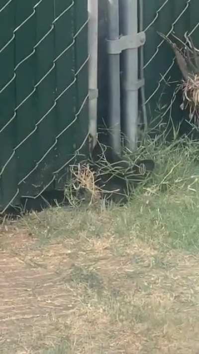 I didn't see them either until I saw the tongue.