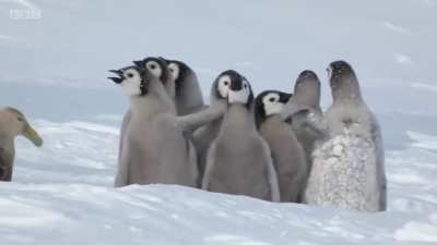 For Honor Portrayed by Penguins?