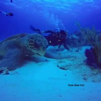 That's a big fucking turtle.