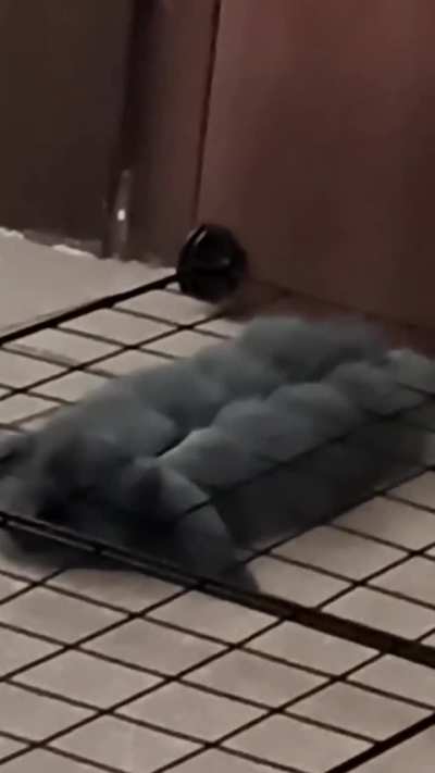 A jailbreak foiled