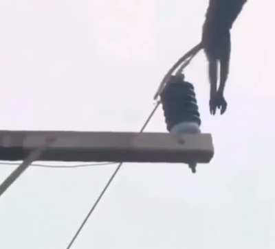 Monkey weak to electric
