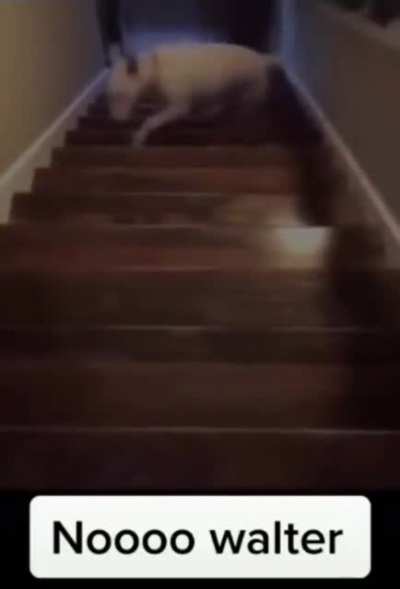 Walter gracefully traversing the stairs. No problem.