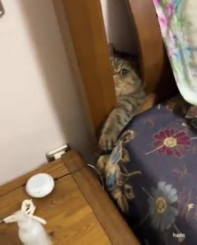 That happens when one respects the diet Chonkers