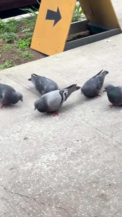 Bodies are too low while eating