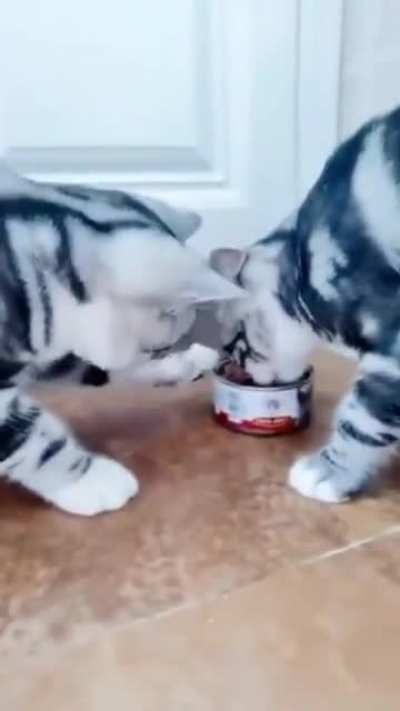 Галан<wbr>тные киски