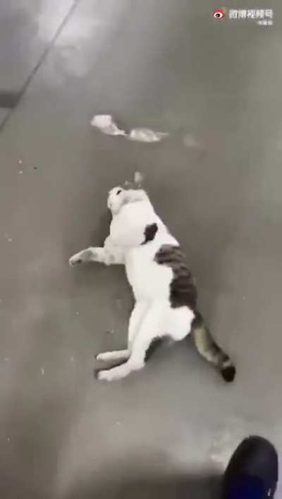 pet me you hooman