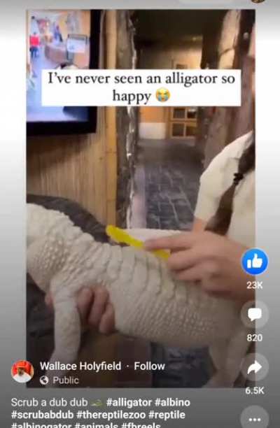 The happiest albino alligator