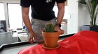 Tablecloth Tricks