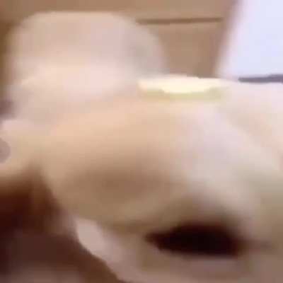 Dog with butter