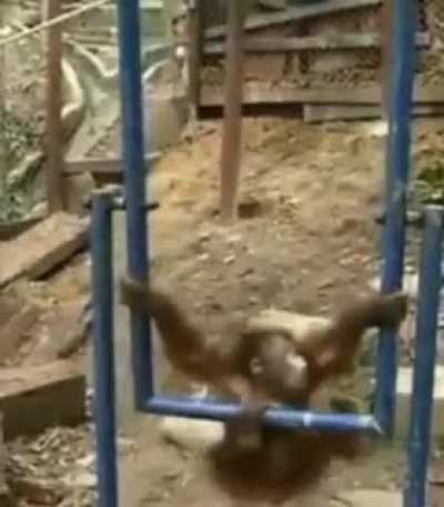 Sad monke 😔