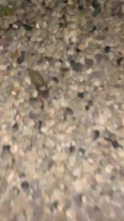 frog time