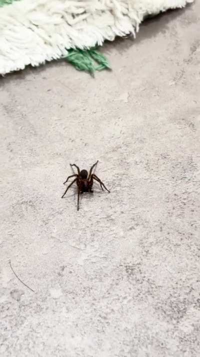 What kind of spider is this?