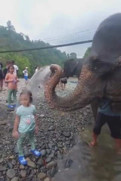That elephant was hesistant at first, but intrusive thoughts won. 🐘