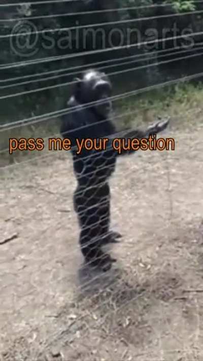 Wisdom monke