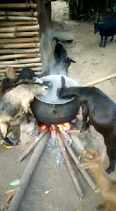 What fire? What boiling water? We u hungry!