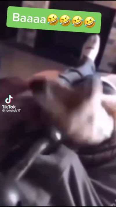 Dog misses its target