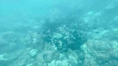 Scuba<wbr>darri<wbr>o....