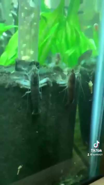 A video of my vampire shrimp my sister-in-law sent me. Of course they never behave this well for my camera!