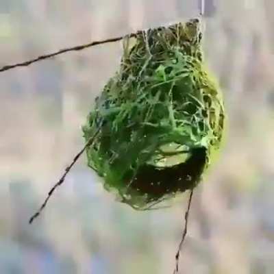 🔥 Timelapse of a bird making its nest. These things are living 3D printers