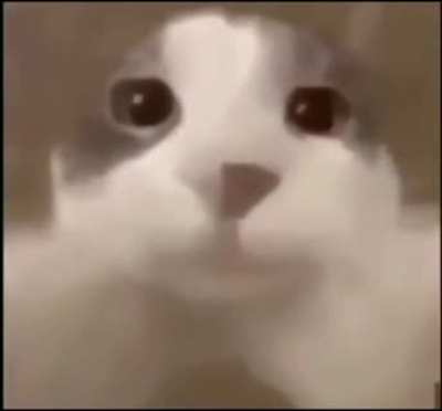 Since I got banned from the discord server for 3 days I shall be posting memes here for awhile.