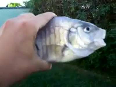 Killer fish 
