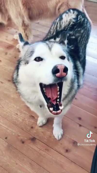 Barko the Singer
