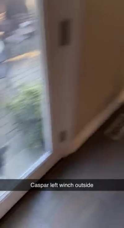 My dog is lowkey an asshole sometimes (puppers joint ig is @the.collective.stupid )