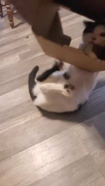 Moo the menace
