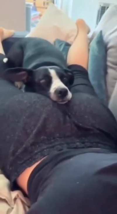 Bi köpek kadar olamadık