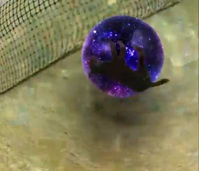 Doggo tries spinning