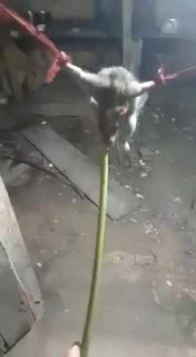 amarraram o rato