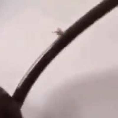 OooooAAAAAa