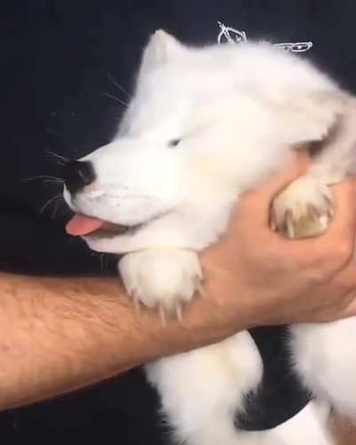 Pet the baby