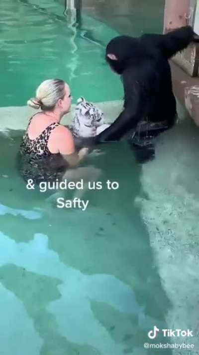 This monkey caring about the tigers