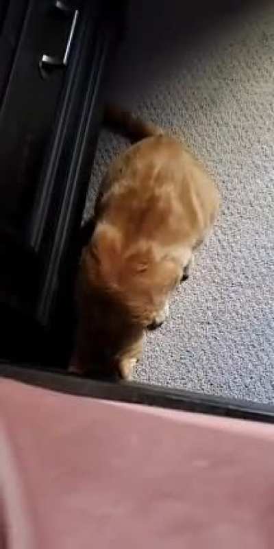 Was told you might enjoy my cat's performance here