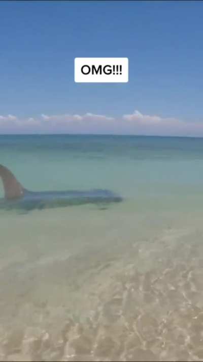 Hammerheads are so badass they sometimes attack sharks that are two thirds their own size
