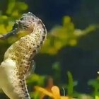 Just a Seahorse giving birth