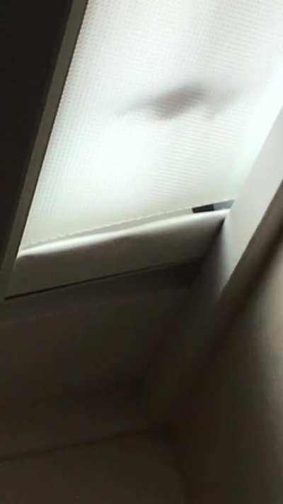 A bat being a menace in the middle of the night.