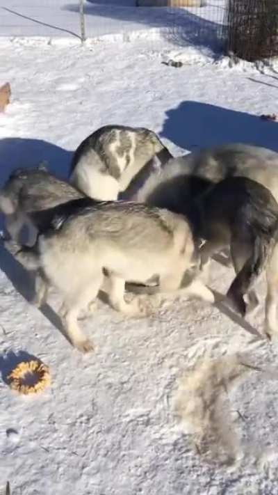 Let us summon the kibble gods once more!