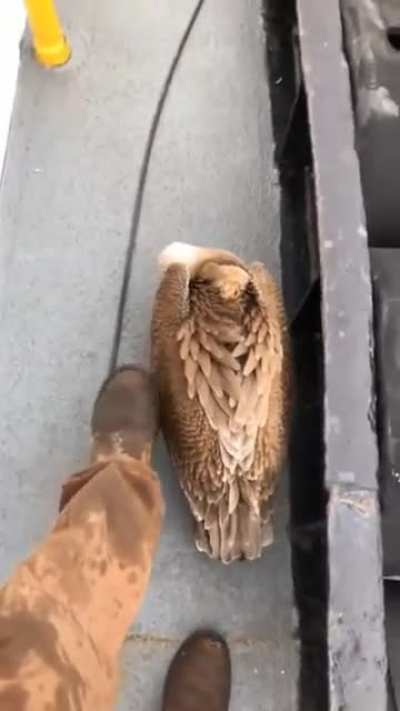 Sleeping Bird