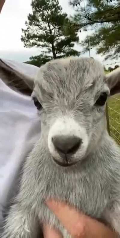 Baby goat