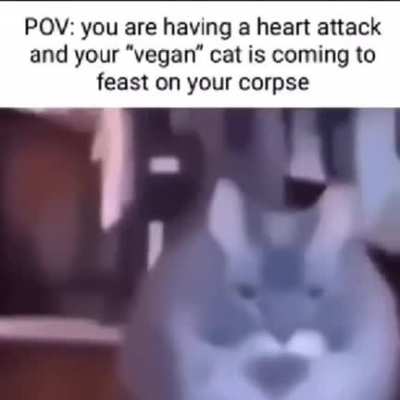 Vegan Cat